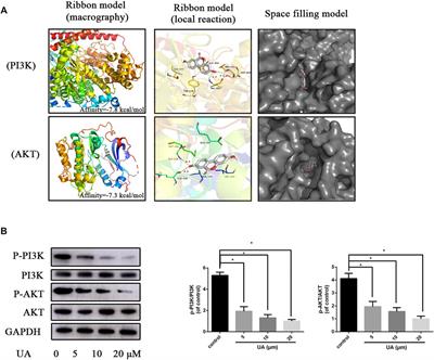 Urolithin A Promotes Angiogenesis and Tissue Regeneration in a Full-Thickness Cutaneous Wound Model